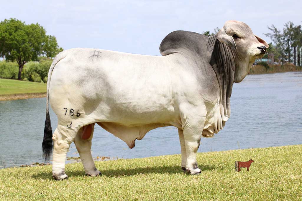 Cattle Image